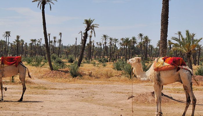 Best camel trek in marrakech